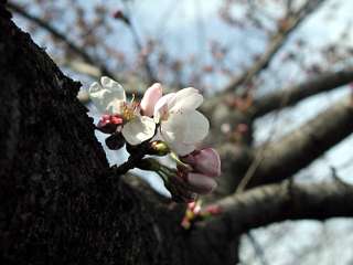 3-15 これは幹から直接出ている花 クリックで800x600ドット 60KB