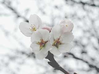 3-16 この枝は満開です クリックで 800x600ドット 38KB