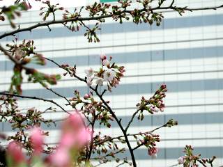 3-16 一番川沿いの土手の桜です。クリックで 640X480ドット 67KB