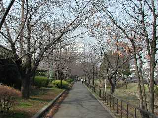 川沿いの遊歩道