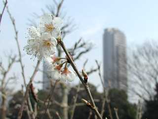 桜じゃないんですよ。クリックで木の全体(73KB)