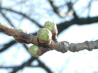 3-8 蕾が気持ちふっくらしてきましたね