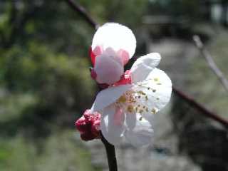 梅の花アップ クリックで640x480ドット