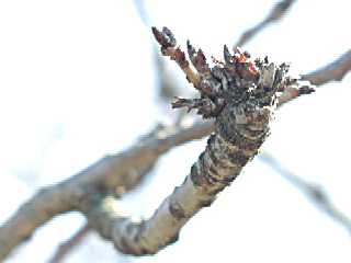 里桜の蕾