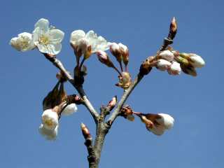 今日開いた梅の花 クリックで800x600ドット
